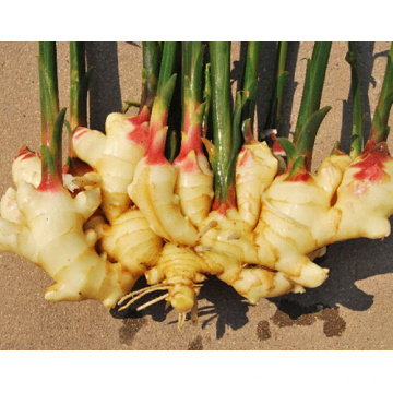 Shandong Factory Yellow Ginger